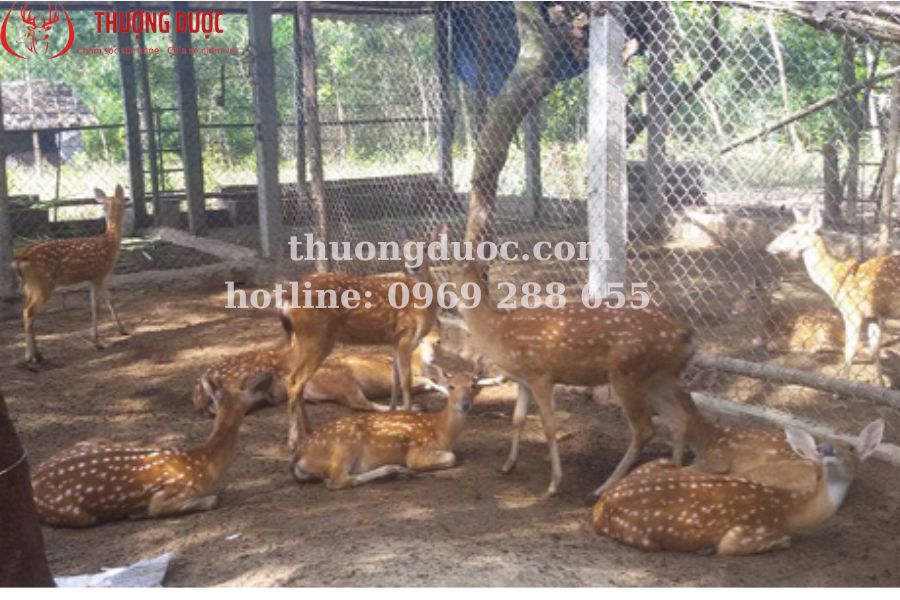 Nuôi hươu bao lâu thì có nhung? Thông tin chuẩn