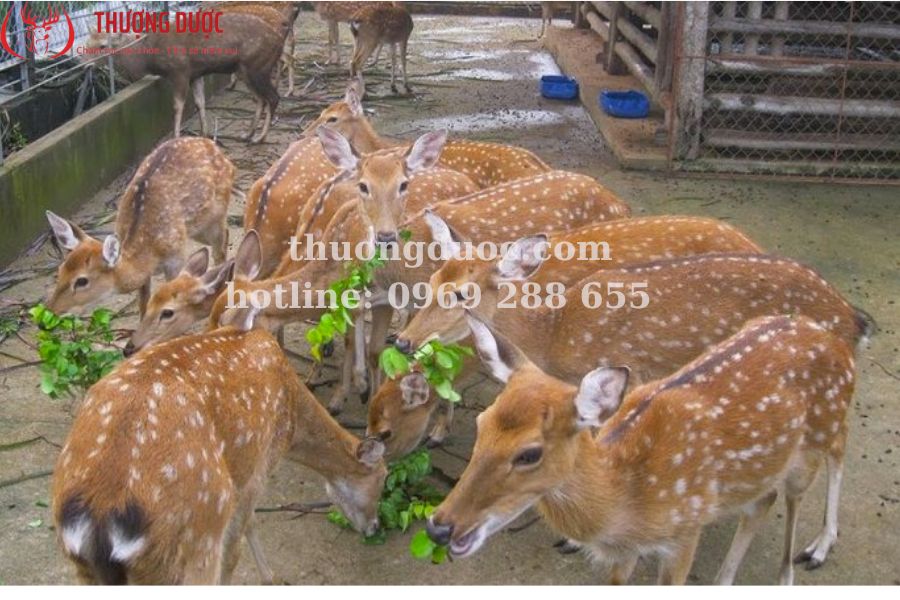 Nuôi nhươu bao lâu thì có nhung? Kỹ thuật nuôi hươu