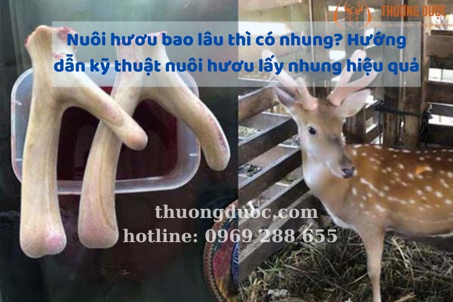 Nuôi hươu bao lâu thì có nhung? Hướng dẫn kỹ thuật nuôi hươu lấy nhung hiệu quả