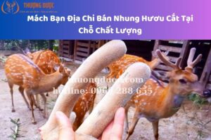 Mách Bạn Địa Chỉ Bán Nhung Hươu Cắt Tại Chỗ Chất Lượng