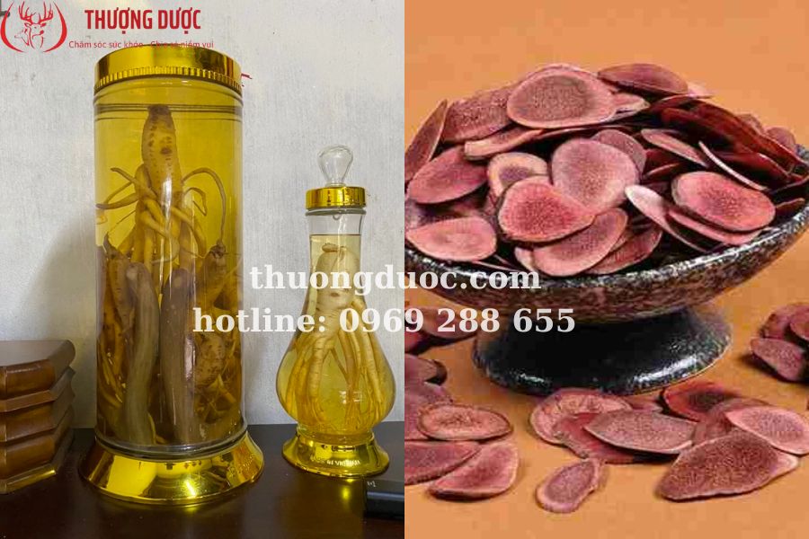 Các loại rượu ngâm quý hiếm bạn nên biết