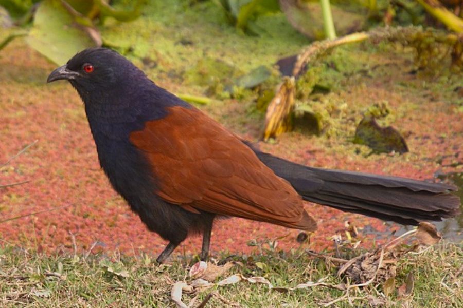 Các loại rượu ngâm tốt cho nam giới tốt nhất