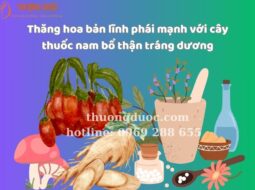 Thăng hoa bản lĩnh phái mạnh với cây thuốc nam bổ thận tráng dương