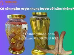 Có nên ngâm rượu nhung hươu với sâm không? Các lợi ích và cách làm