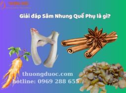 Giải đáp Sâm Nhung Quế Phụ là gì?