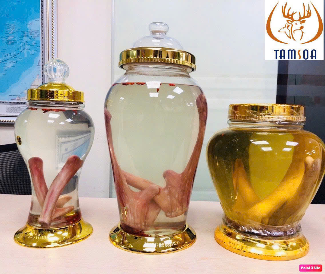 rượu nhung hươu