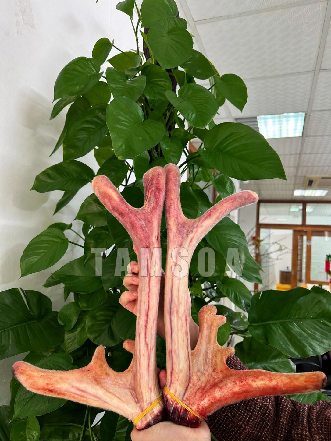 Nhung hươu tươi