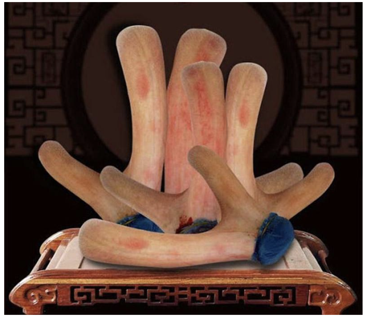 nhung hươu tươi Nhung hươu tươi
