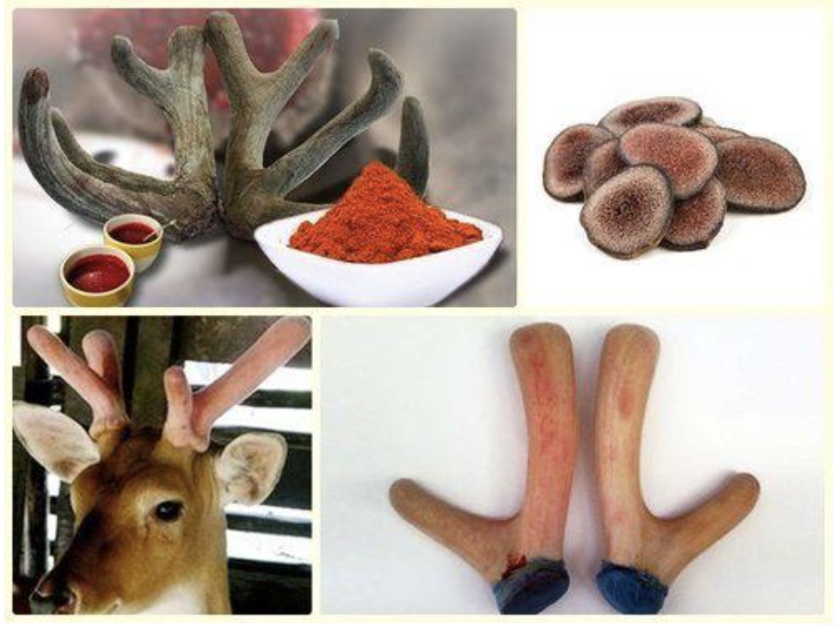 công dụng của nhung huơu Công dụng của nhung hươu