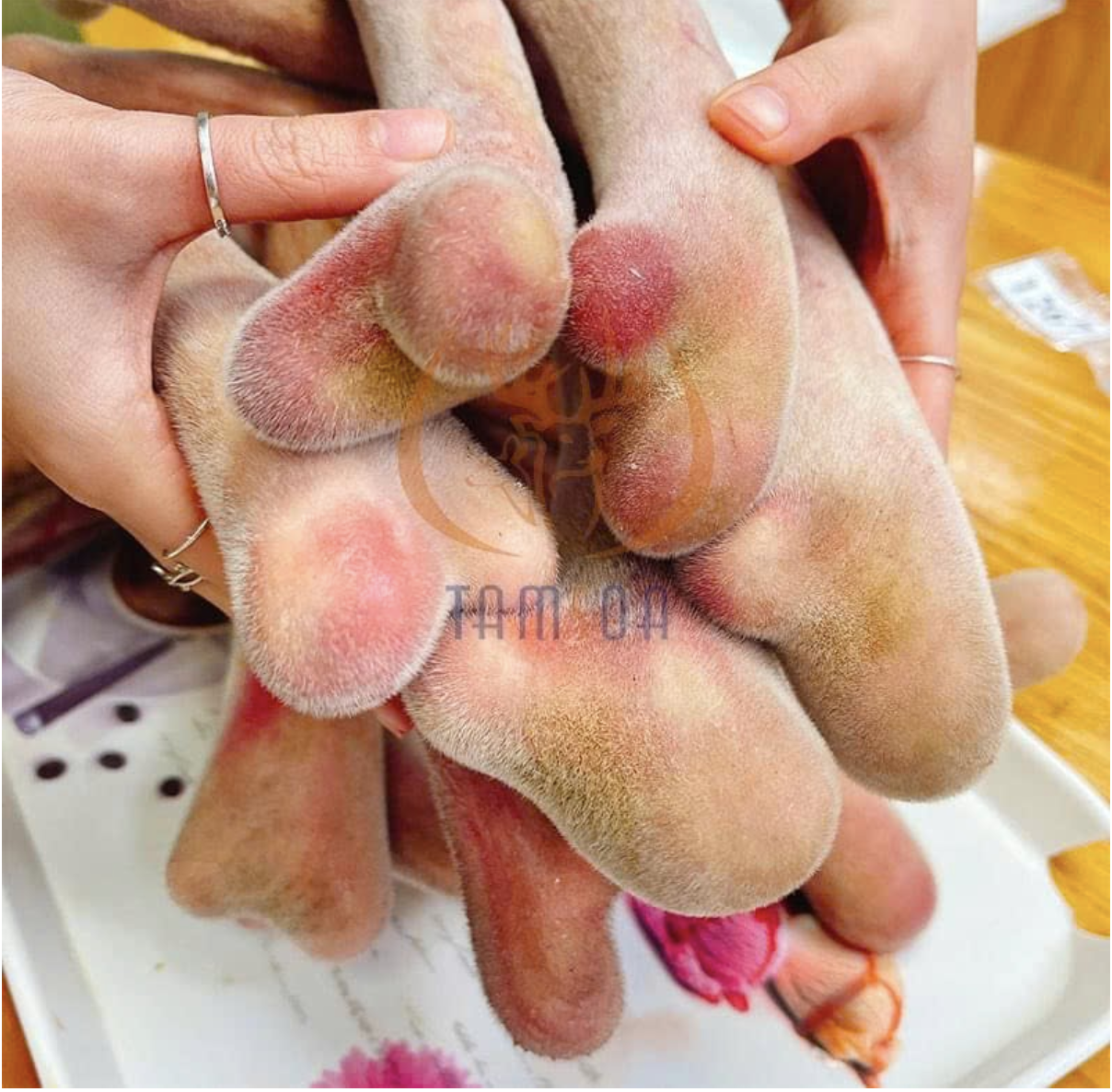 Nhung hươu Hương Sơn