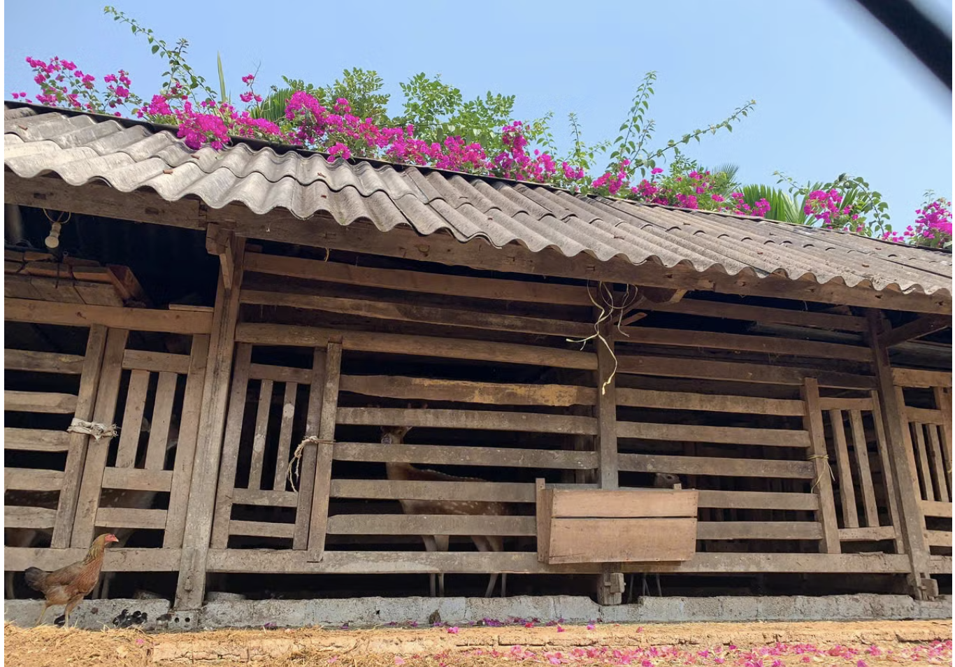 Đất Hươu