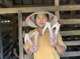 Nhung Hươu Hà Tĩnh Là Gì? Có Gì Đặc Biệt?