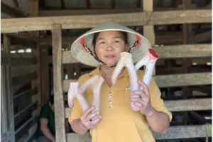 Nhung Hươu Hà Tĩnh Là Gì? Có Gì Đặc Biệt?