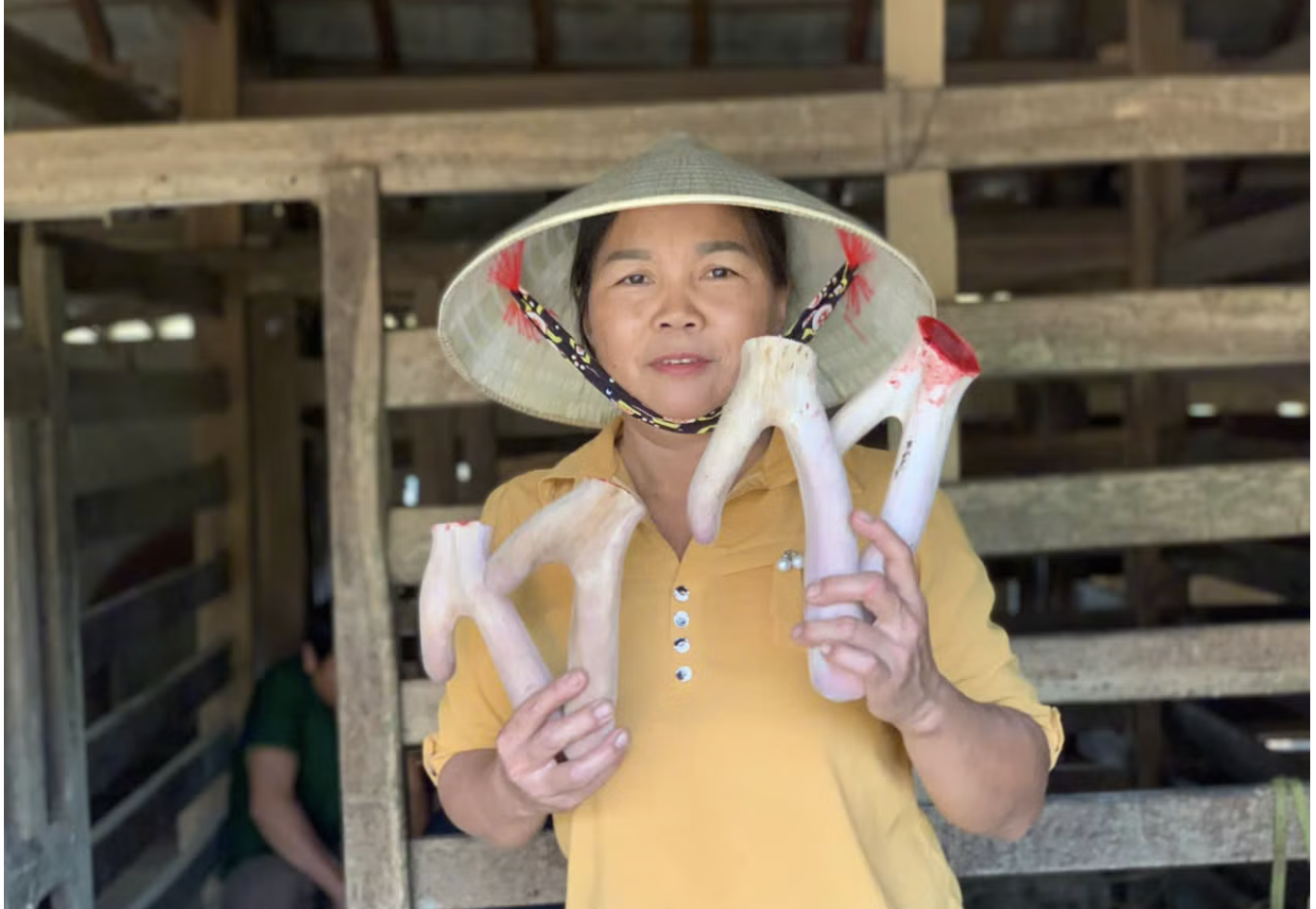 Nhung Hươu Hà Tĩnh