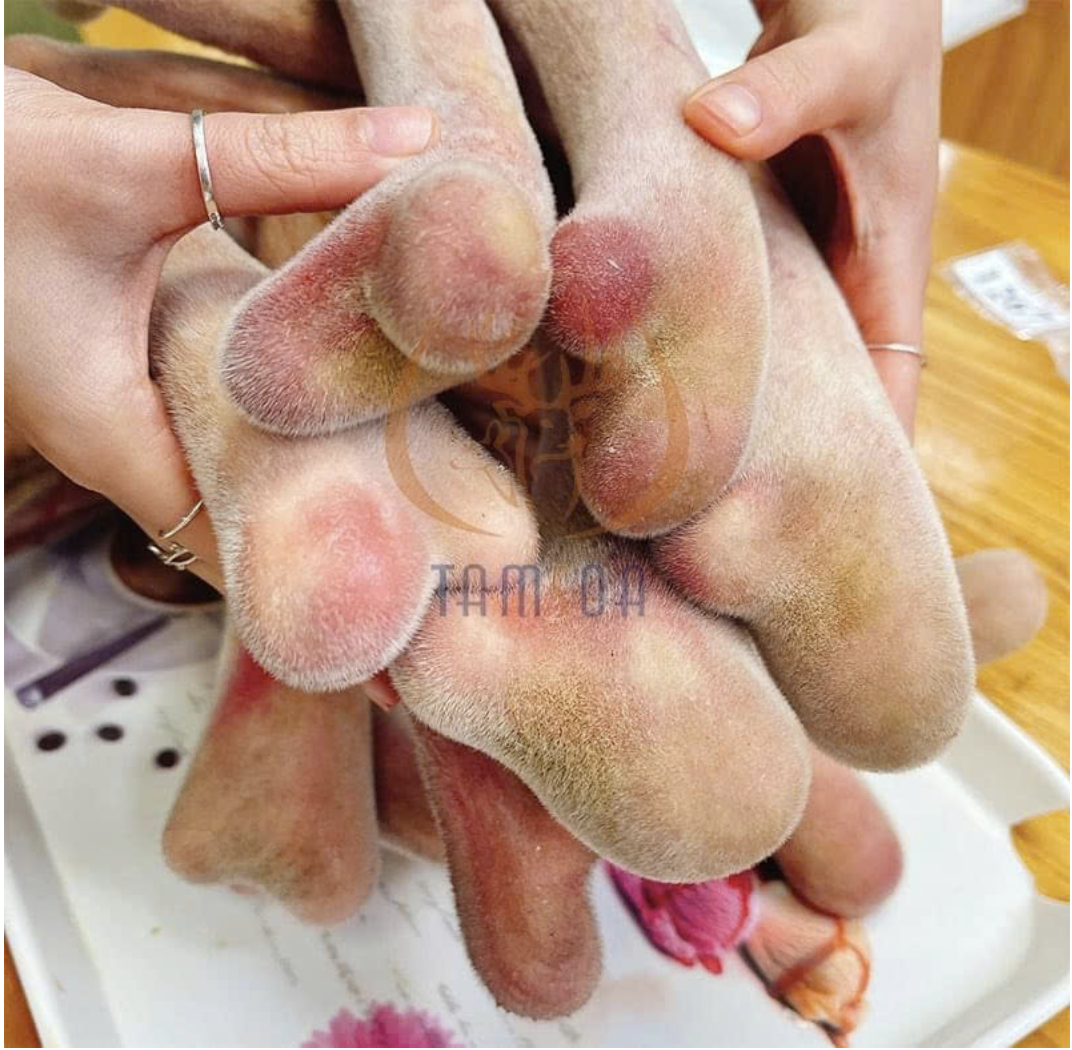 Nhung hươu tươi