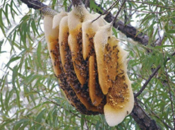 Nhung hươu ngâm mật ong bao lâu thì dùng được