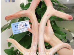 Uống Nhung Hươu Có Nóng Không? Giải Đáp Theo Đông Y Và Nghiên Cứu Khoa Học