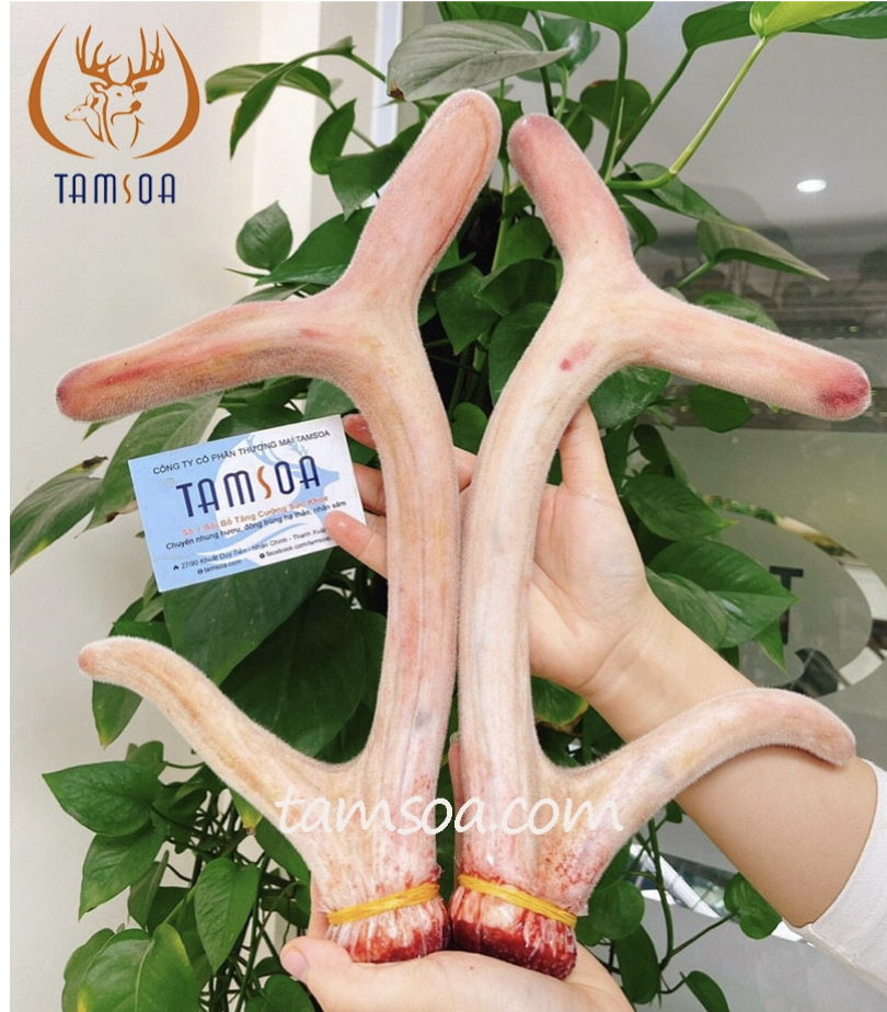 uống nhung hươu có nóng không