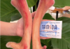 Người bị gout có dùng được nhung hươu không?