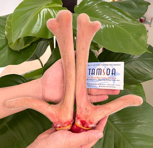 cặp nhung của Tamsoa cặp nhung của Tamsoa